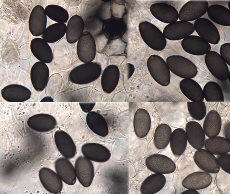 Coprinus sterquilinus spory